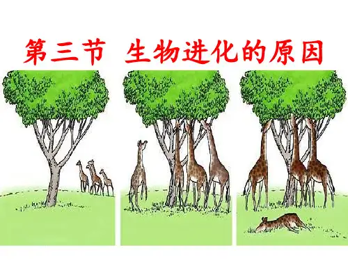 生物进化的原因 ppt课件