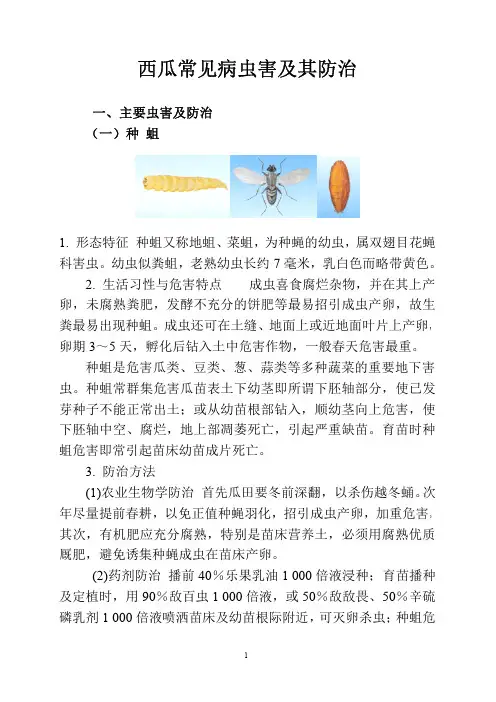 西瓜常见病虫害及其防治