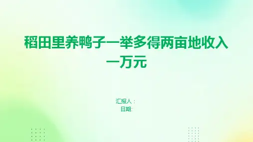 稻田里养鸭子一举多得两亩地收入一万元