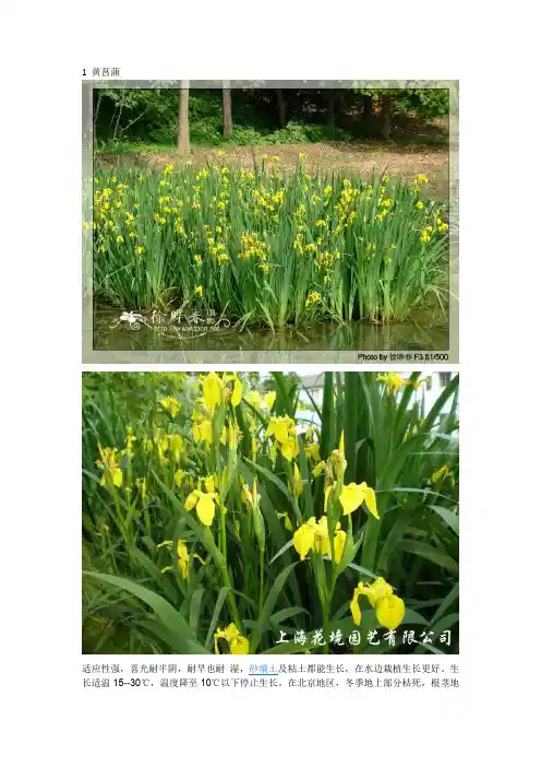 人工湿地中的常见植物