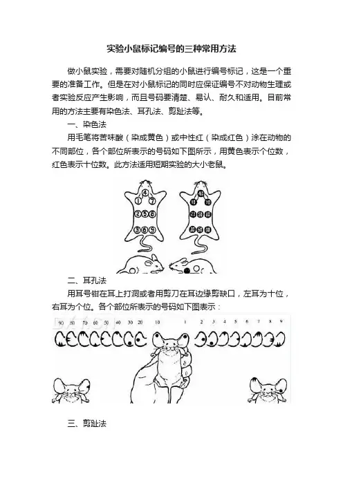 实验小鼠标记编号的三种常用方法