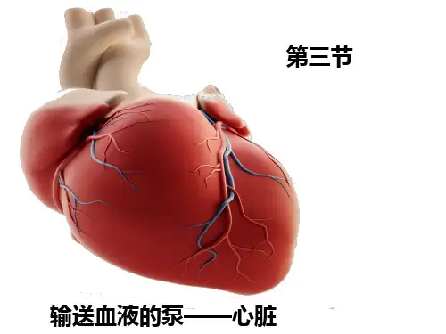 第四单元第四章第三节输送血液的泵——心脏课件  人教版生物七年级下册