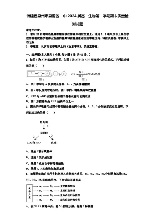 福建省泉州市泉港区一中2024届高一生物第一学期期末质量检测试题含解析
