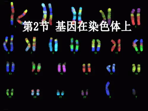 基因在染色体上【新教材】人教版高中生物必修二教学课件