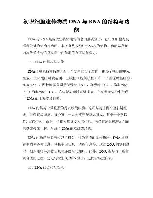 初识细胞遗传物质DNA与RNA的结构与功能