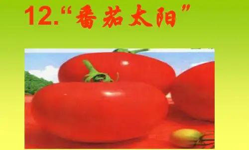 《番茄太阳》ppt课件