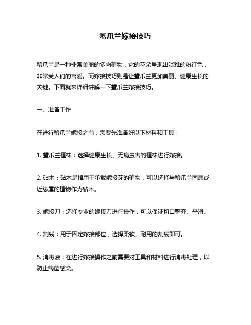 蟹爪兰嫁接技巧