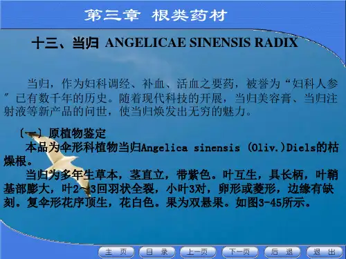 天然药物学三章根类第二节黄芩ppt课件