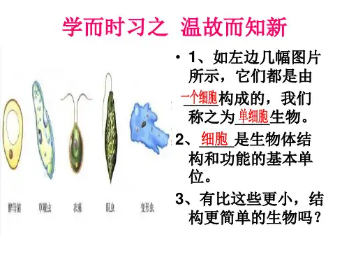 2.3.1病毒 课件-济南版七年级生物上册