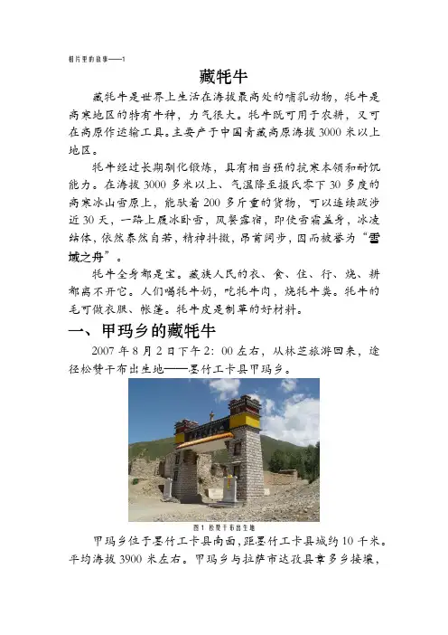 相片里的故事——1藏牦牛
