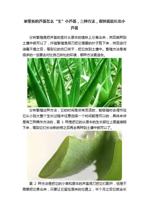 家里养的芦荟怎么“生”小芦荟，三种方法，很快就能长出小芦荟