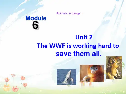 最新外研版八年级英语上册 Module 6 Unit 2 The WWF is working hard to save them all课件 