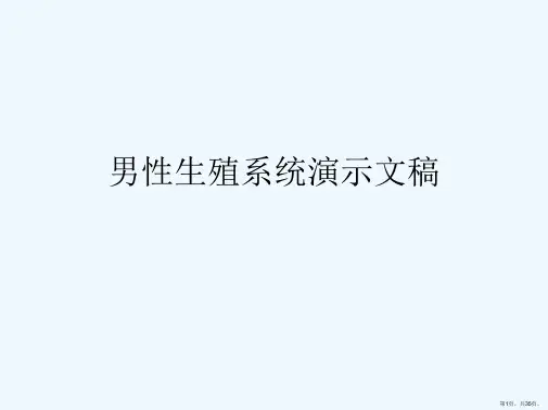 男性生殖系统演示文稿