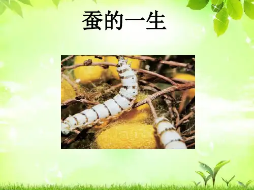 教科版三年级下册科学2.6《蚕的一生》教学课件