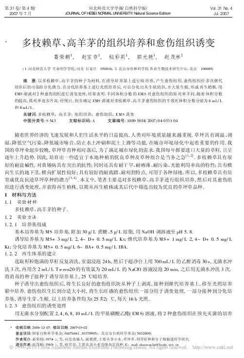 多枝赖草_高羊茅的组织培养和愈伤组织诱变