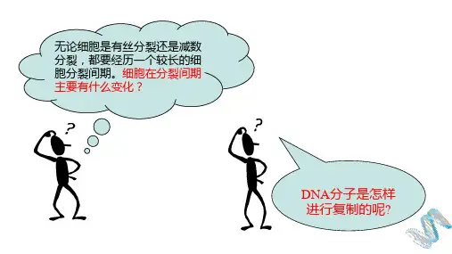 《3.3 DNA的复制》精品课件1