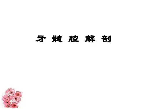 髓腔