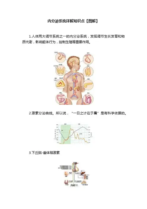 内分泌系统详解知识点【图解】