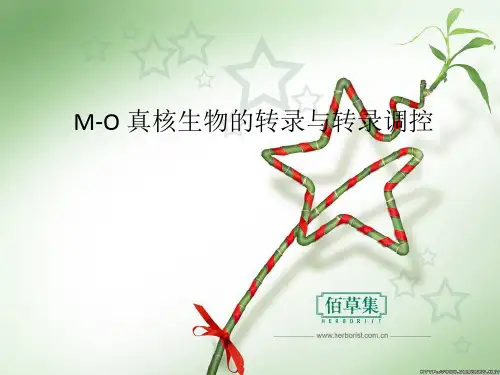 M-O 真核生物的转录与转录调控