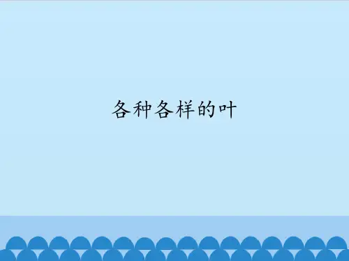 四年级上册科学课件-5 各种各样的叶 首师大版 (共11张PPT)