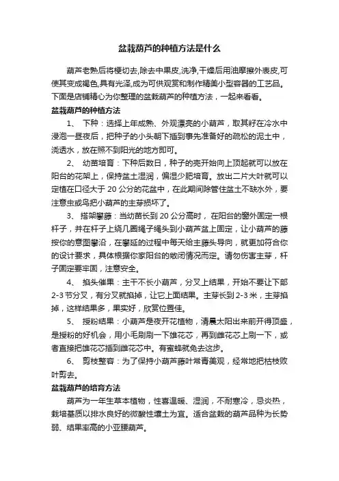 盆栽葫芦的种植方法是什么