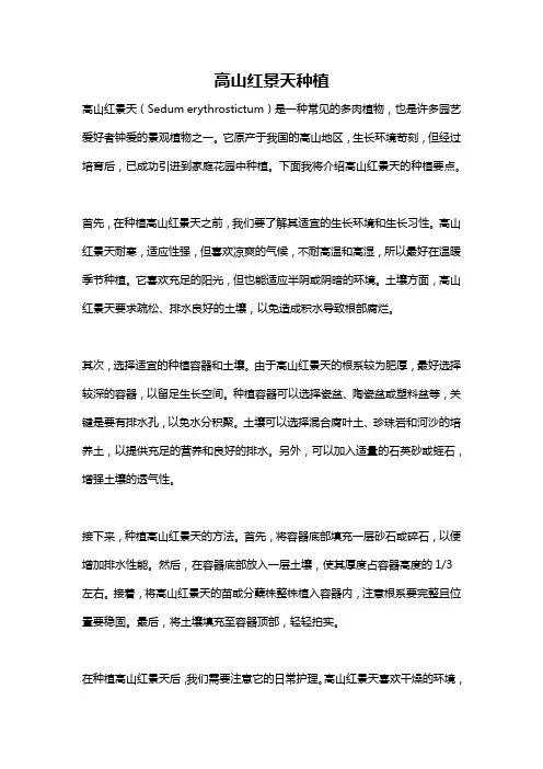 高山红景天种植