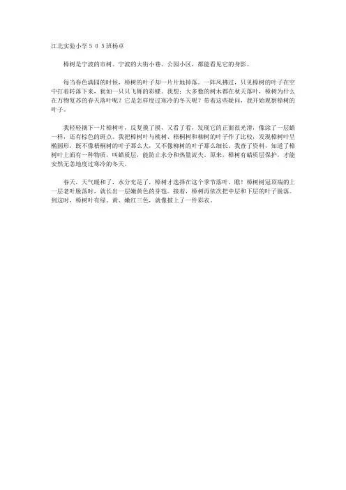 我发现了樟树叶的秘密