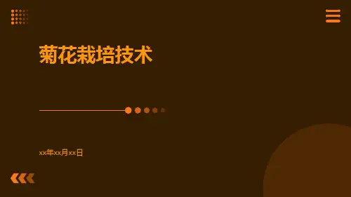 菊花栽培技术