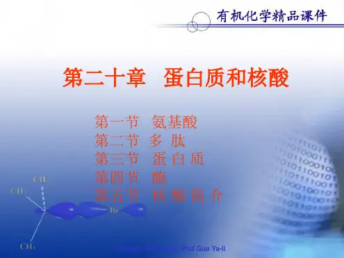第二十章蛋白质和核酸