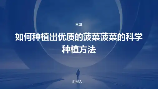如何种植出优质的菠菜菠菜的科学种植方法