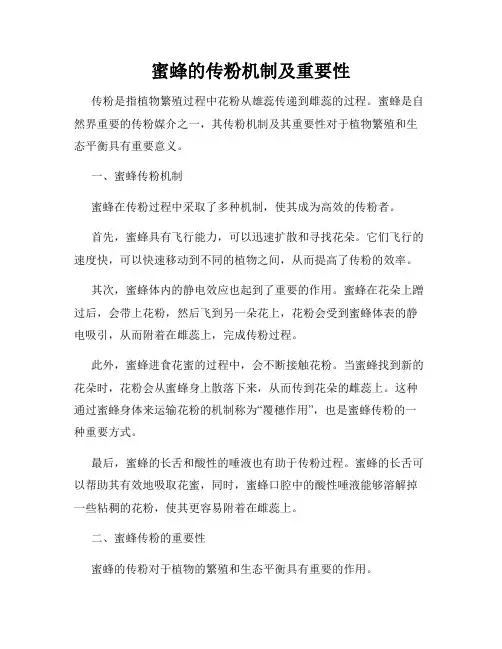 蜜蜂的传粉机制及重要性