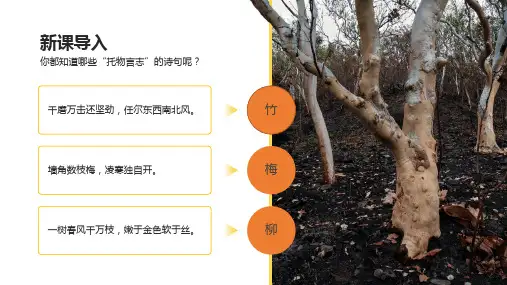 第15课白杨礼赞八年级语文上学期课内课件