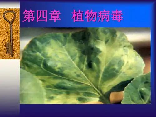 植物病毒