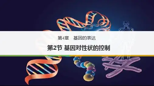 基因对性状的控制-人教版高中生物必修二PPT优质课件(共34张)