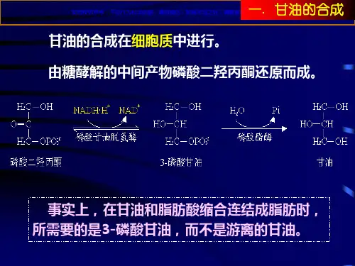 脂肪酸的合成代谢课件