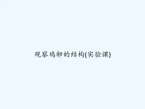 观察鸡卵的结构(实验课) PPT
