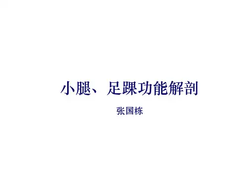 足踝部解剖讲课参考PPT