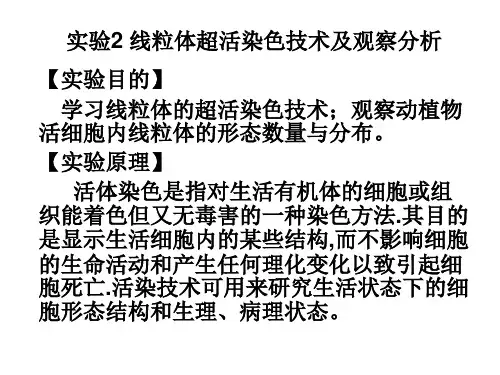 实验二 线粒体超活染色技术及观察