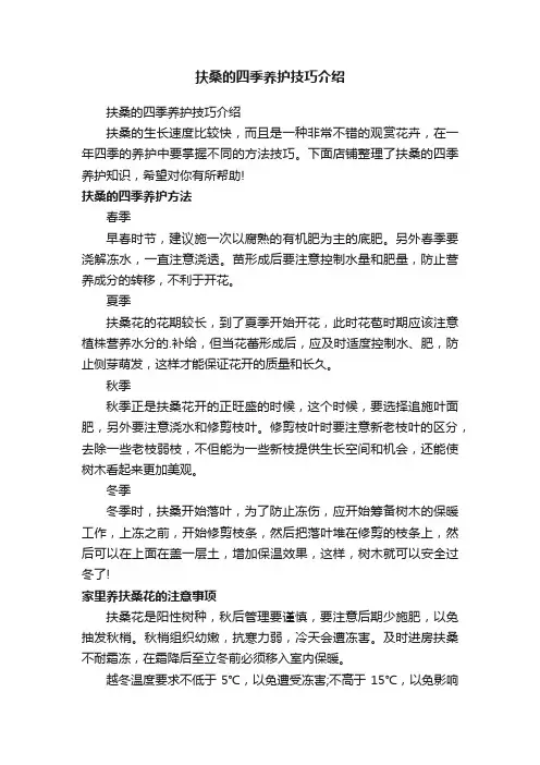 扶桑的四季养护技巧介绍