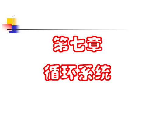 解剖学循环系统