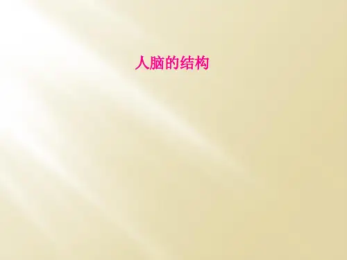 人脑的结构