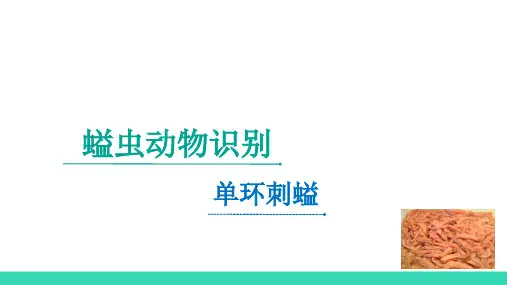 螠虫动物—单环刺螠