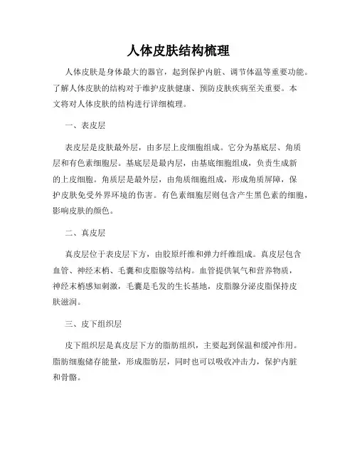 人体皮肤结构梳理