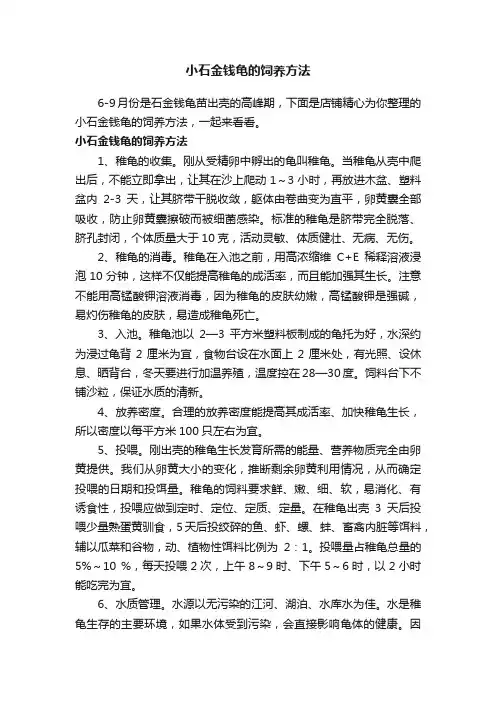 小石金钱龟的饲养方法
