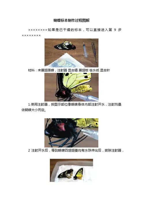 蝴蝶标本制作过程图解