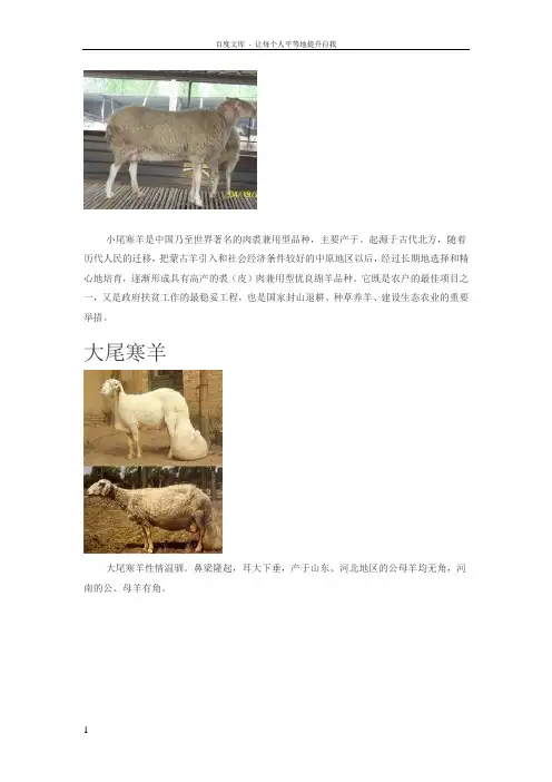 绵羊山羊品种及简介