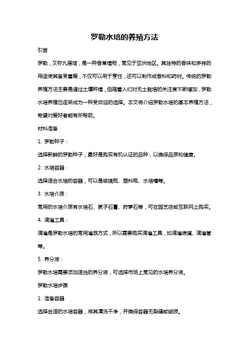 罗勒水培的养殖方法