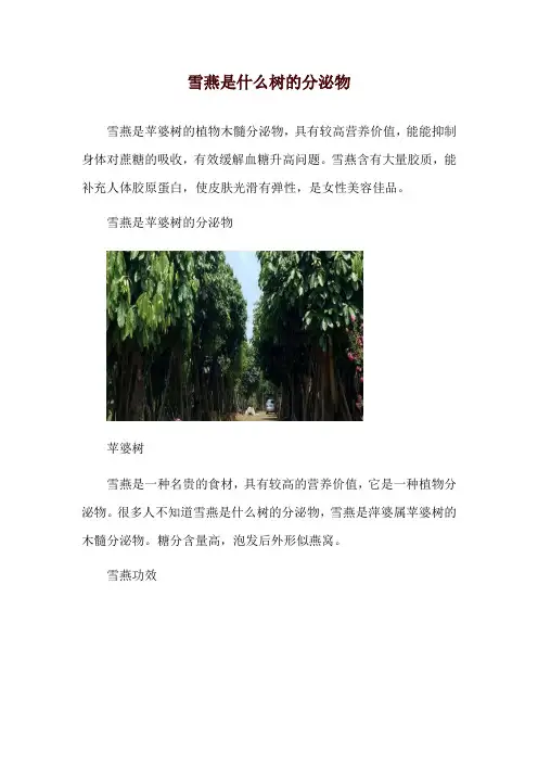 雪燕是什么树的分泌物