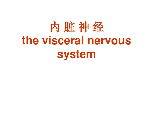 系统解剖学课件：内脏神经