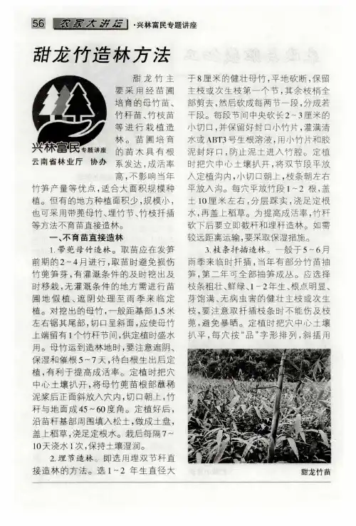 甜龙竹造林方法